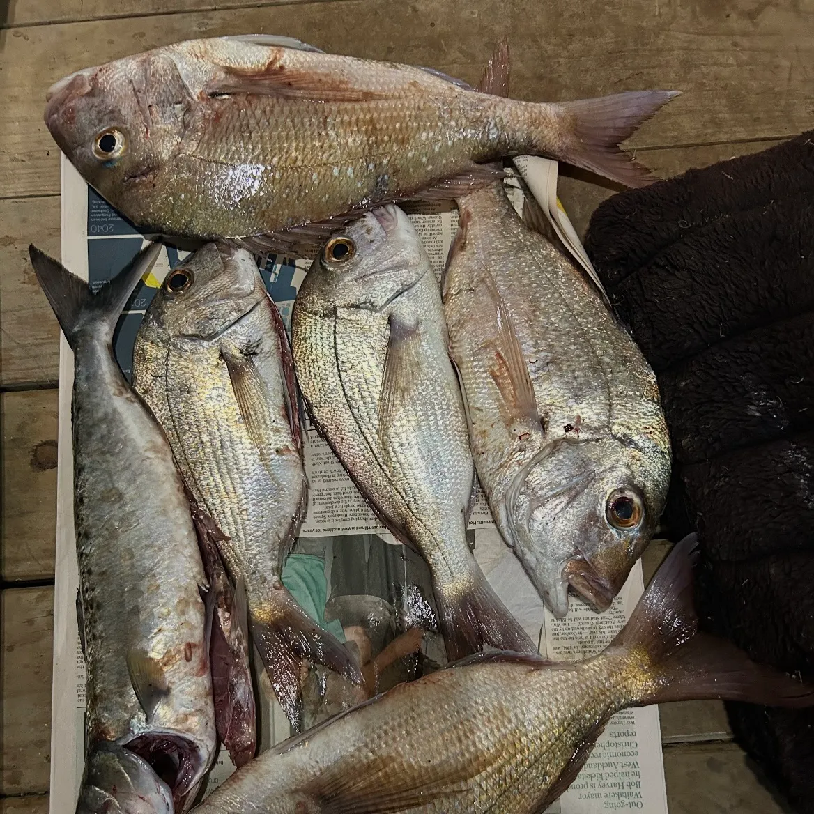 recently logged catches