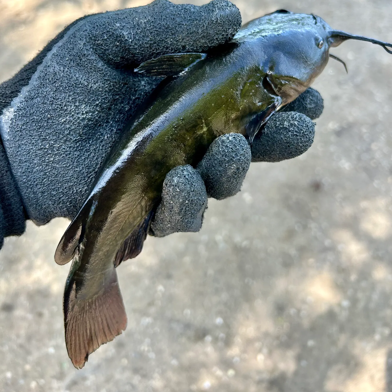 The most recent Black bullhead catches on Fishbrain