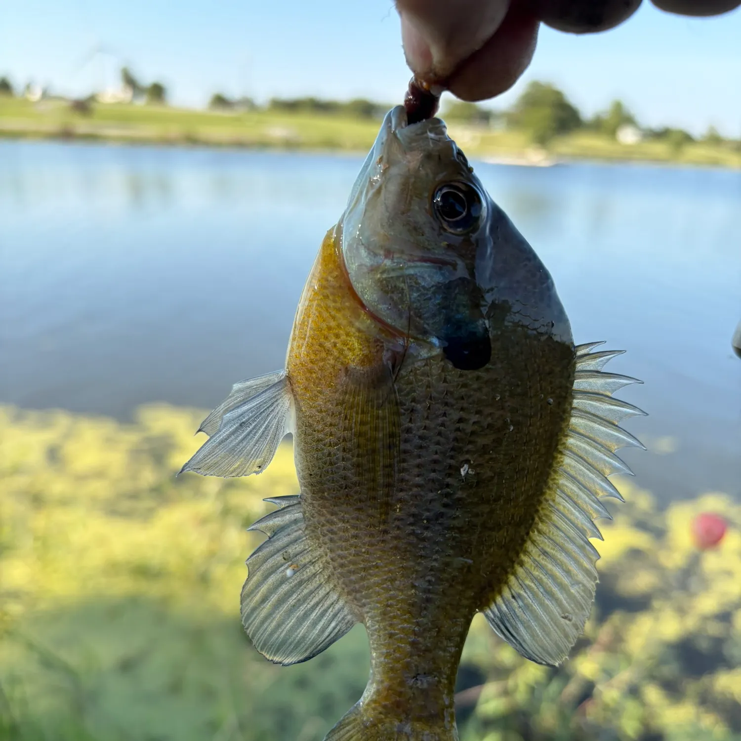 Bluegill caught on Fishbrain