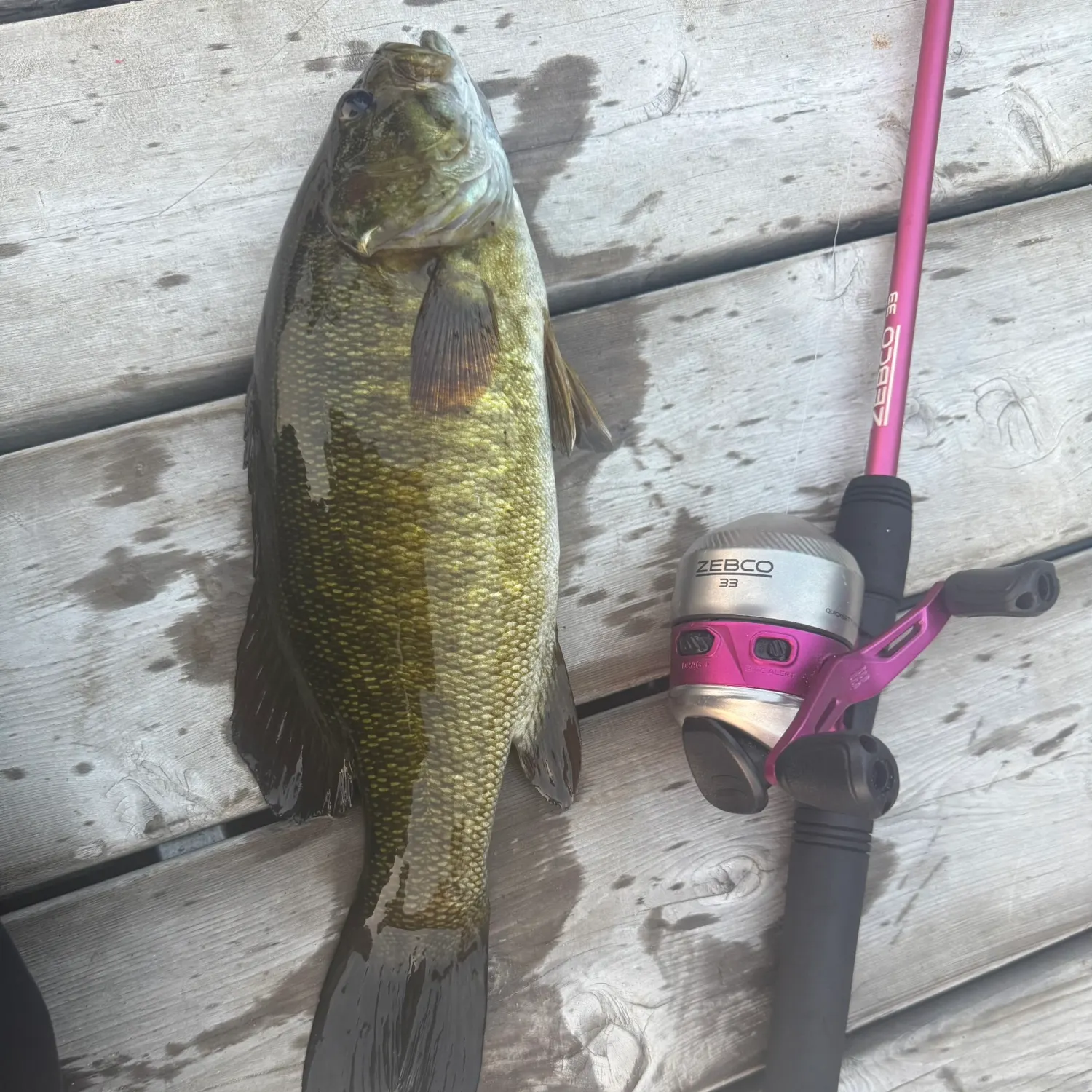 recently logged catches