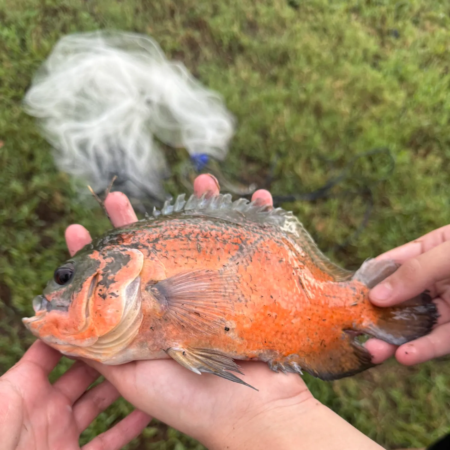 Oscar caught on Fishbrain