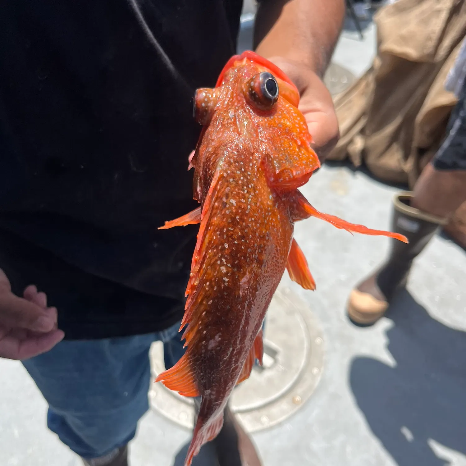 The most recent Starry rockfish catches on Fishbrain