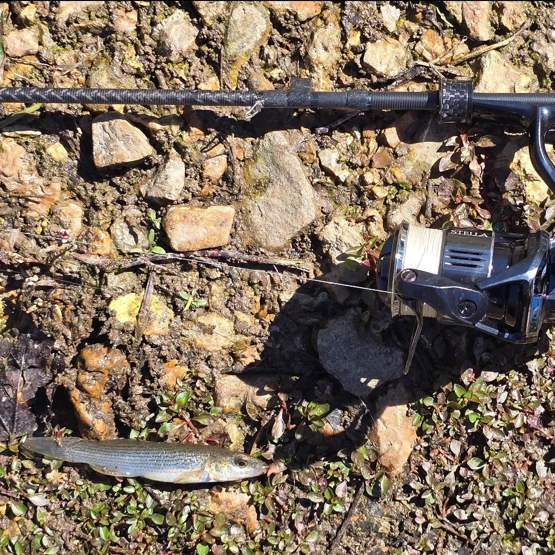 Southern studfish caught on Fishbrain