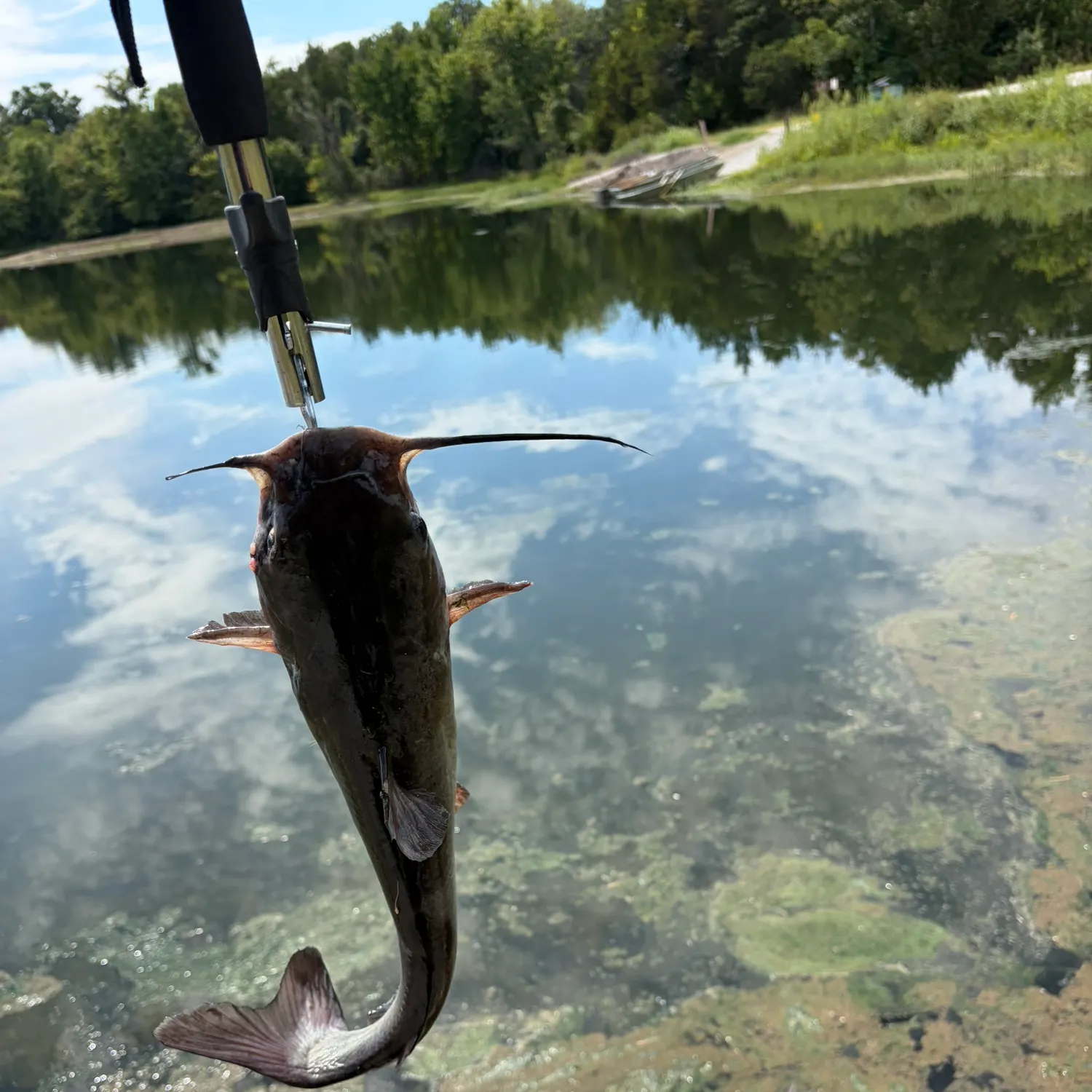 Channel catfish caught on Fishbrain