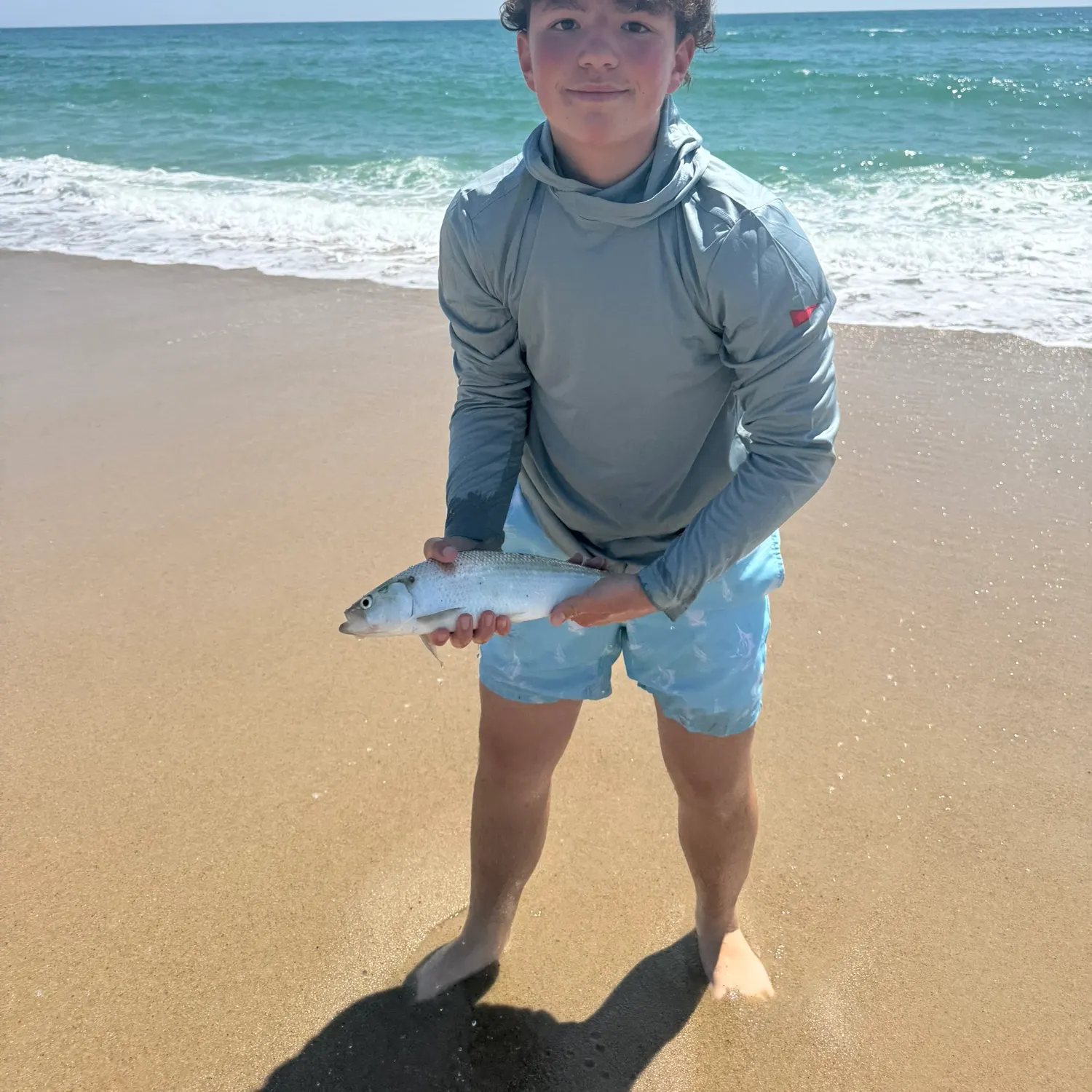 The most recent American shad catches on Fishbrain