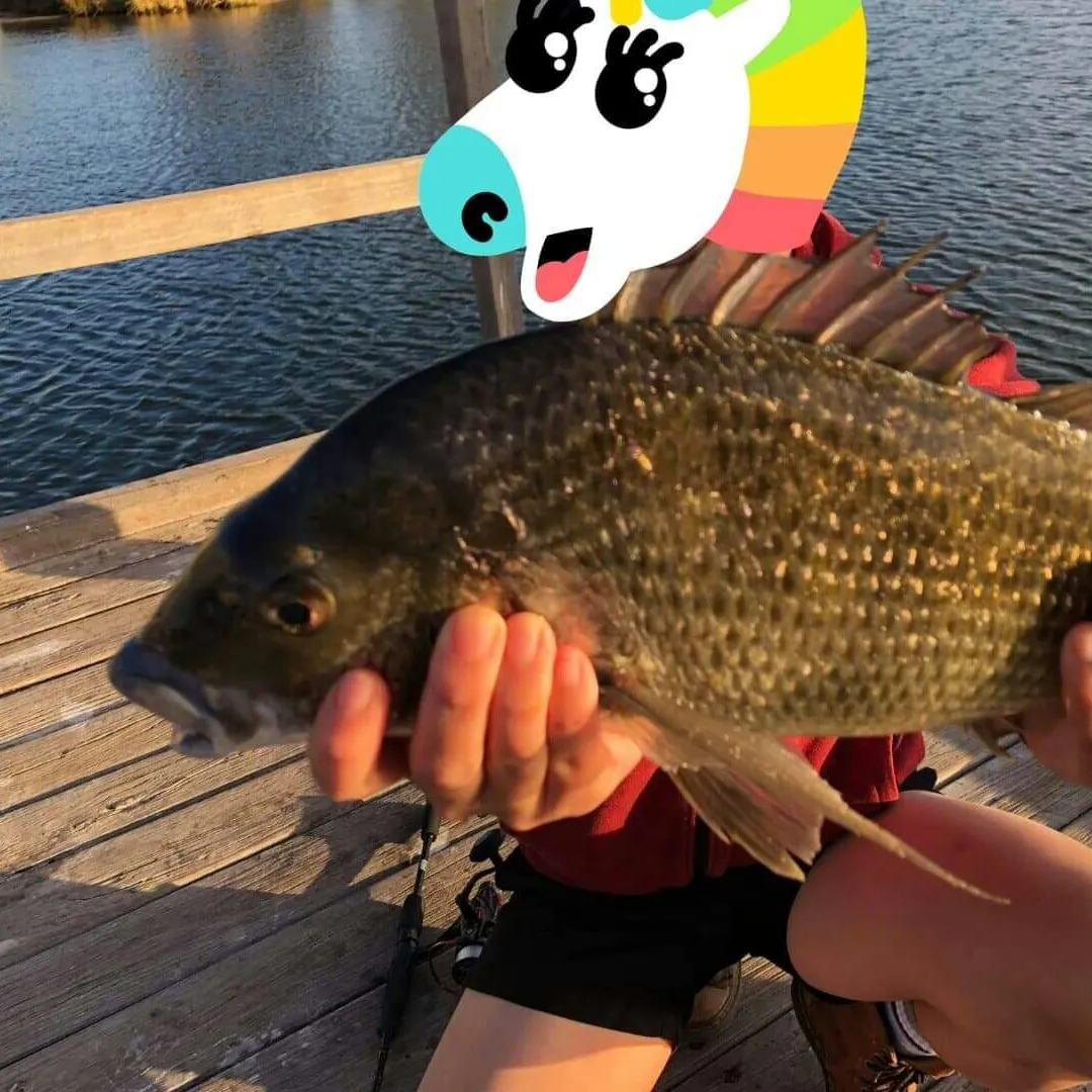 Southern black bream caught on Fishbrain