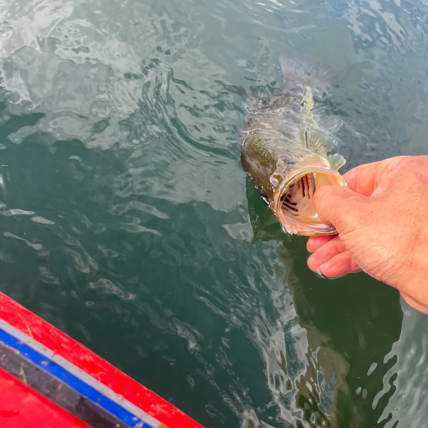 Largemouth bass caught on Fishbrain