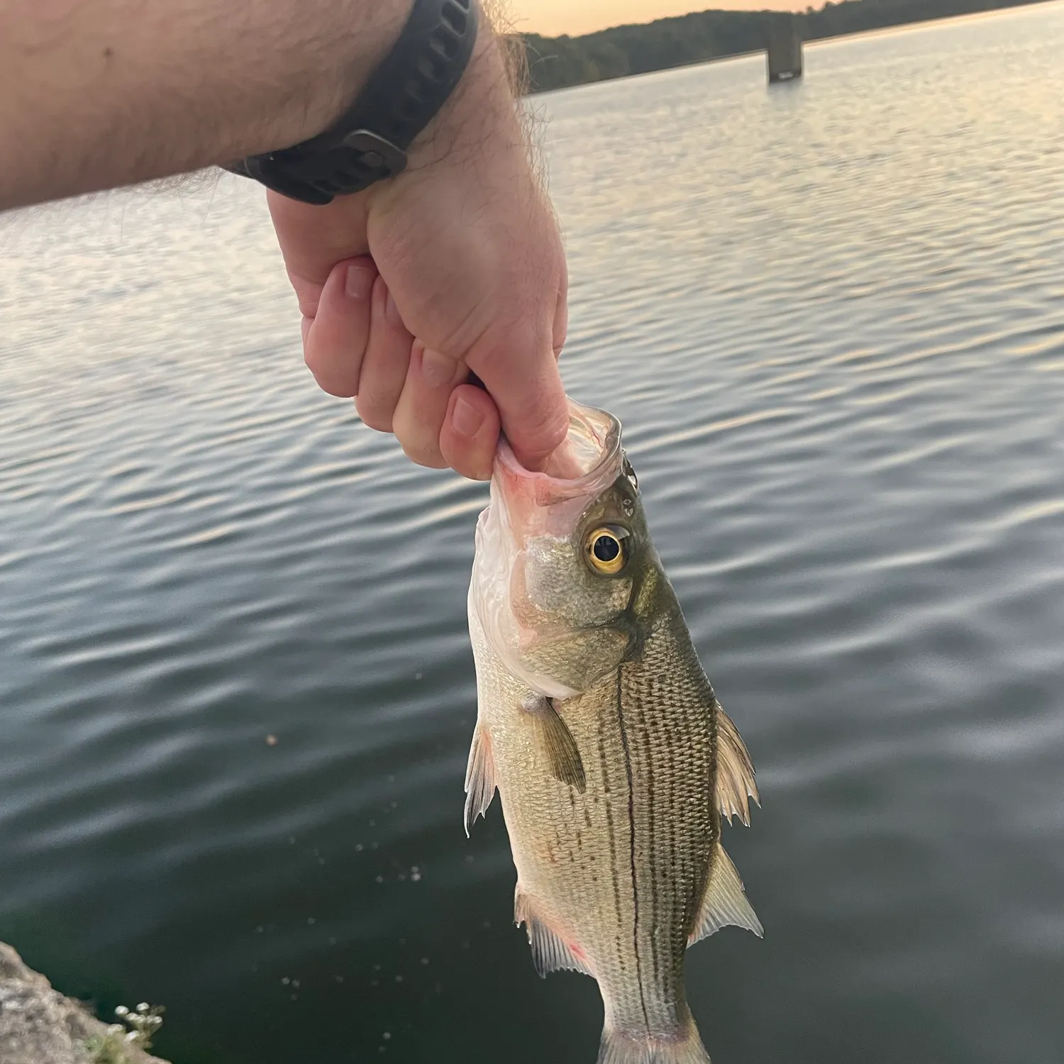 The most recent White bass catches on Fishbrain