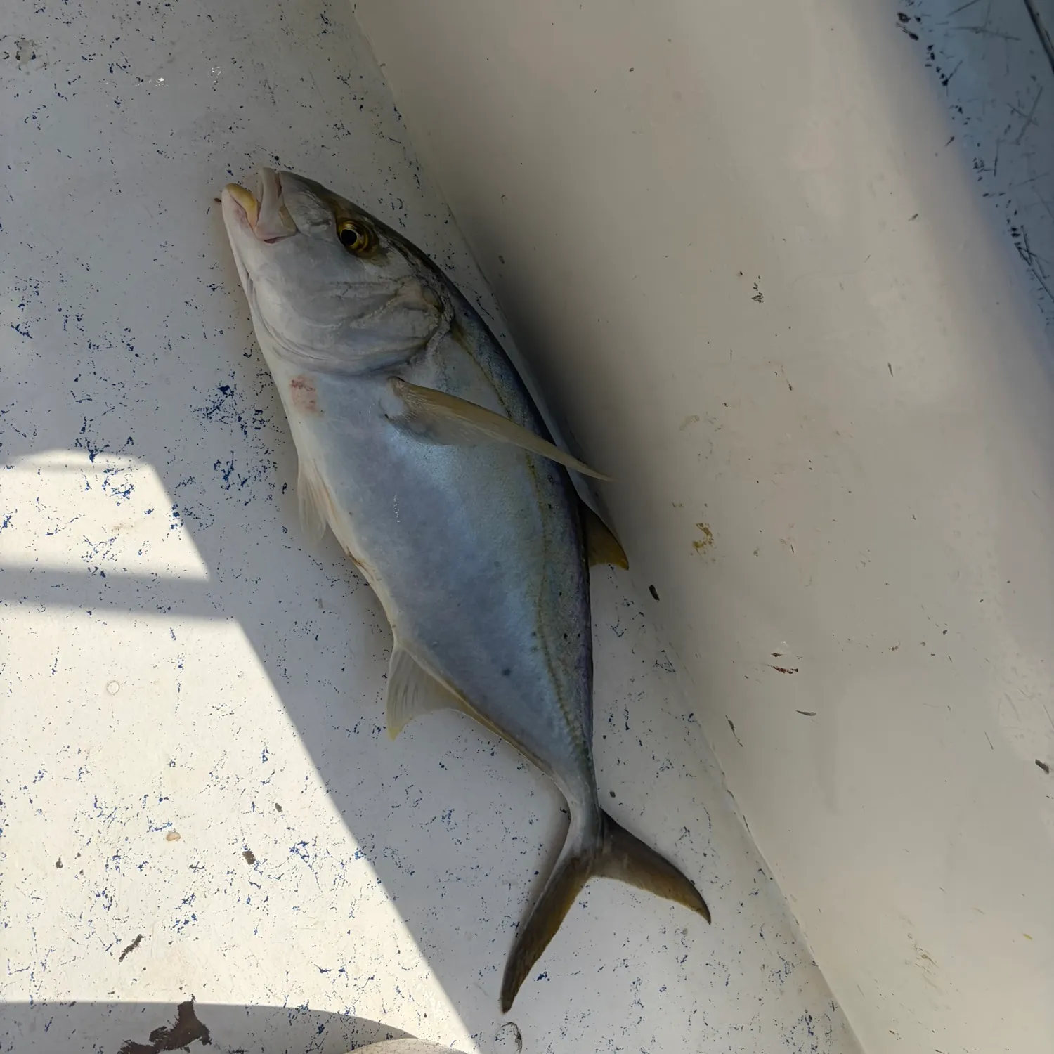 The most recent Yellow jack catches on Fishbrain