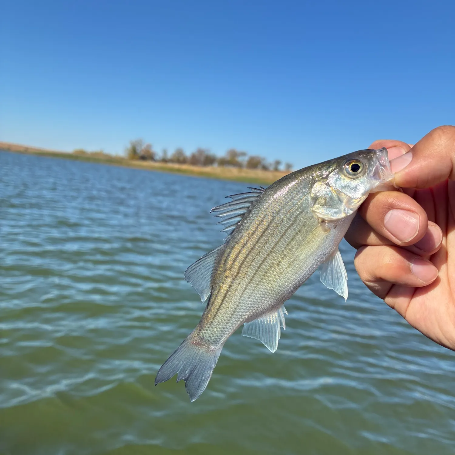 White bass caught on Fishbrain
