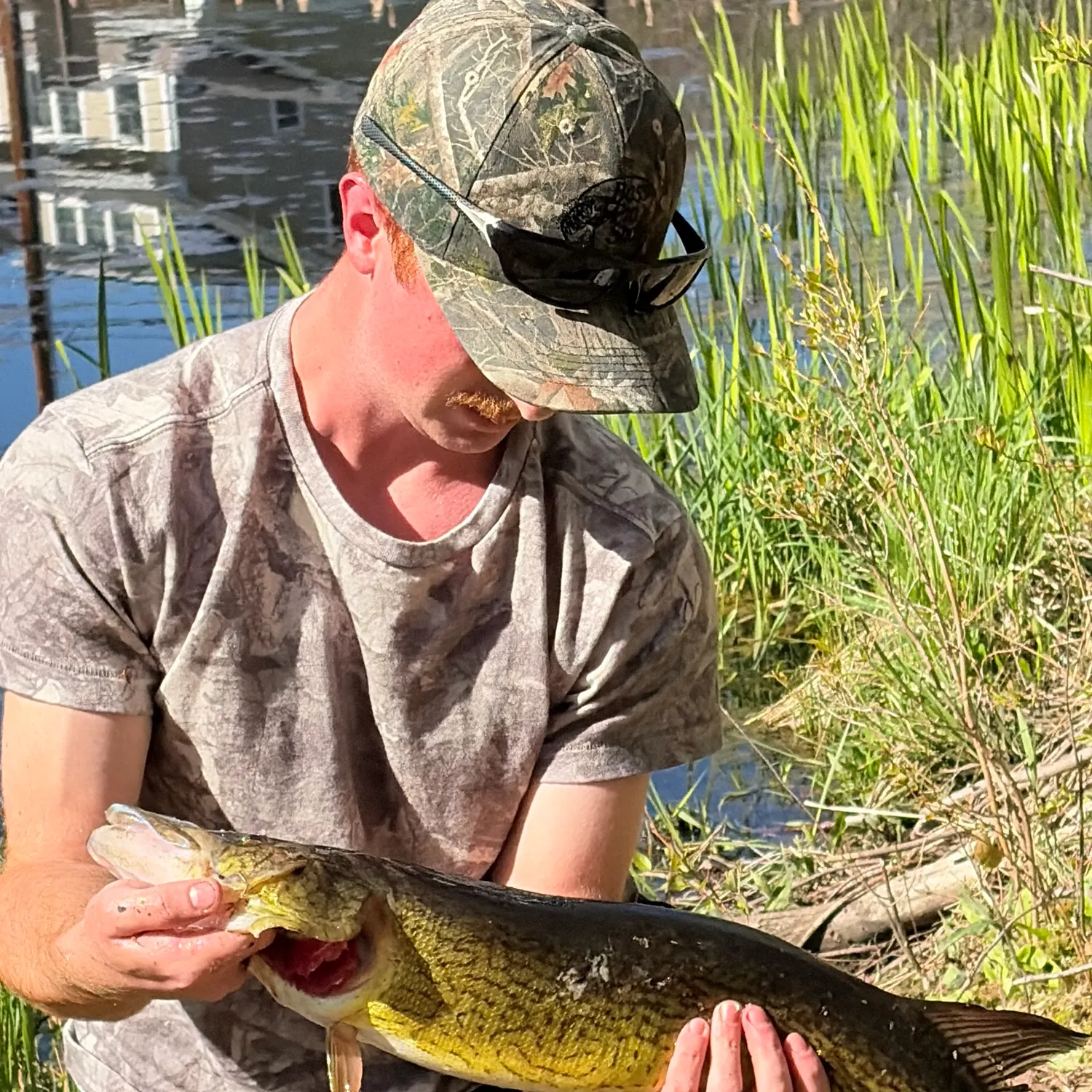 The most recent Chain pickerel catches on Fishbrain