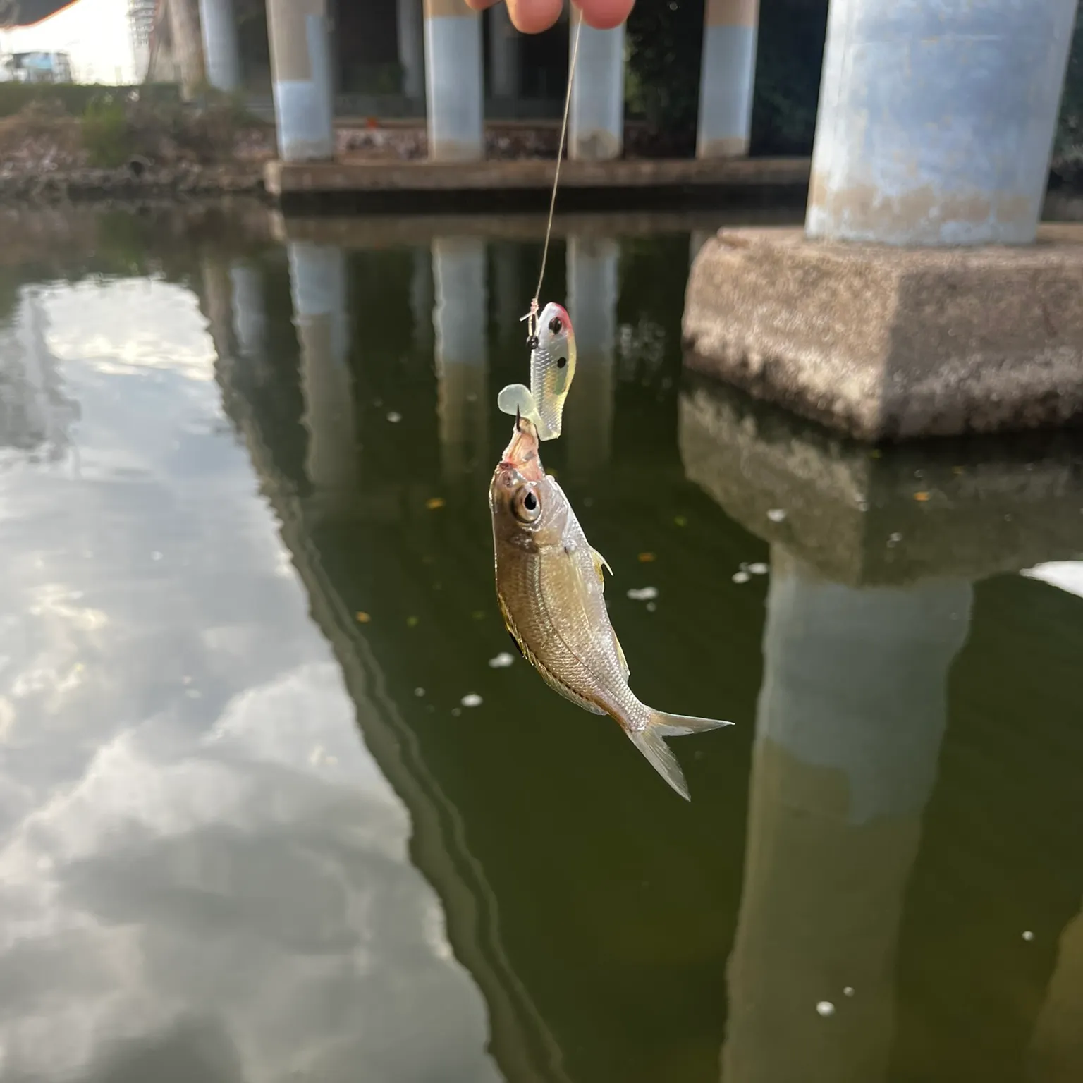 The most recent Striped mojarra catches on Fishbrain