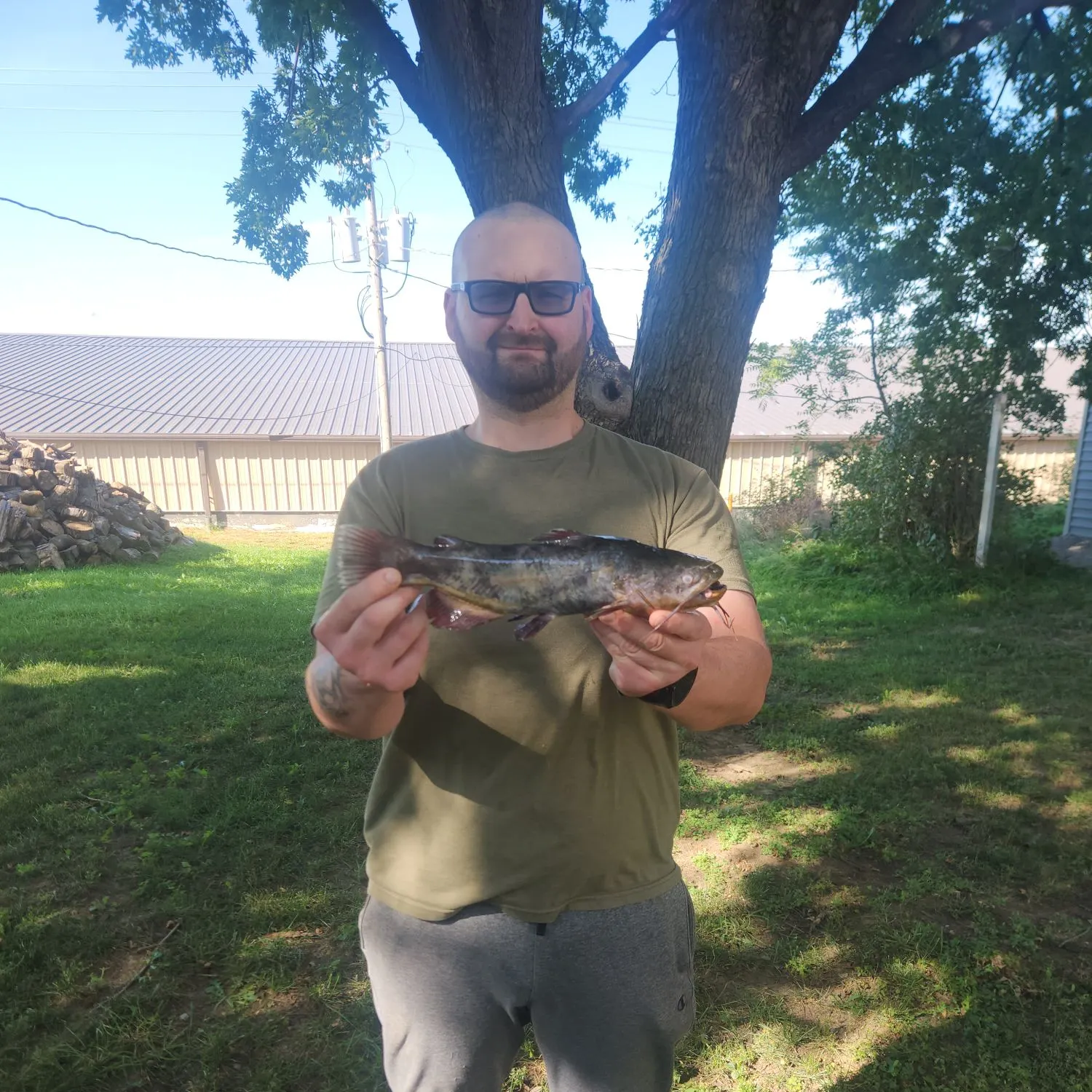 Yellow bullhead caught on Fishbrain