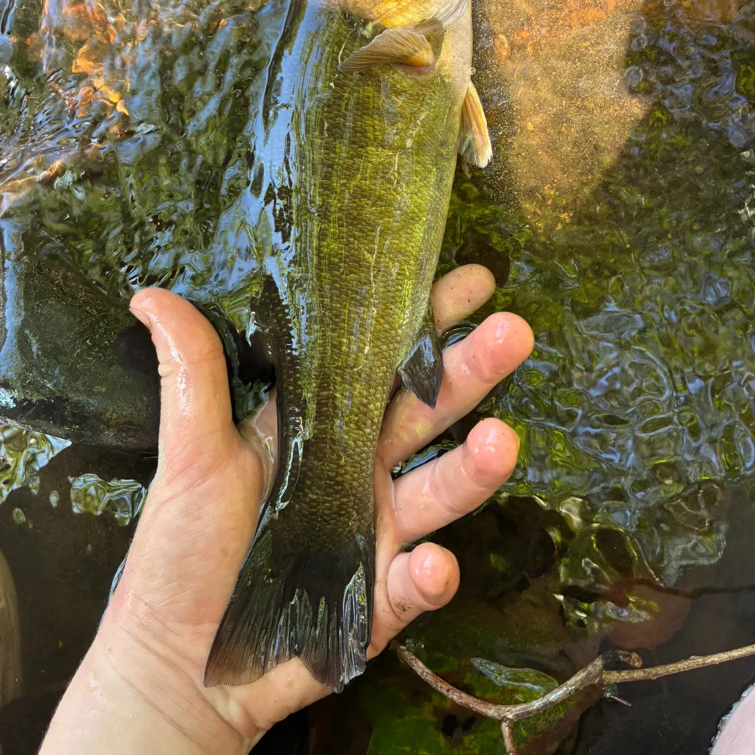 Smallmouth bass caught on Fishbrain