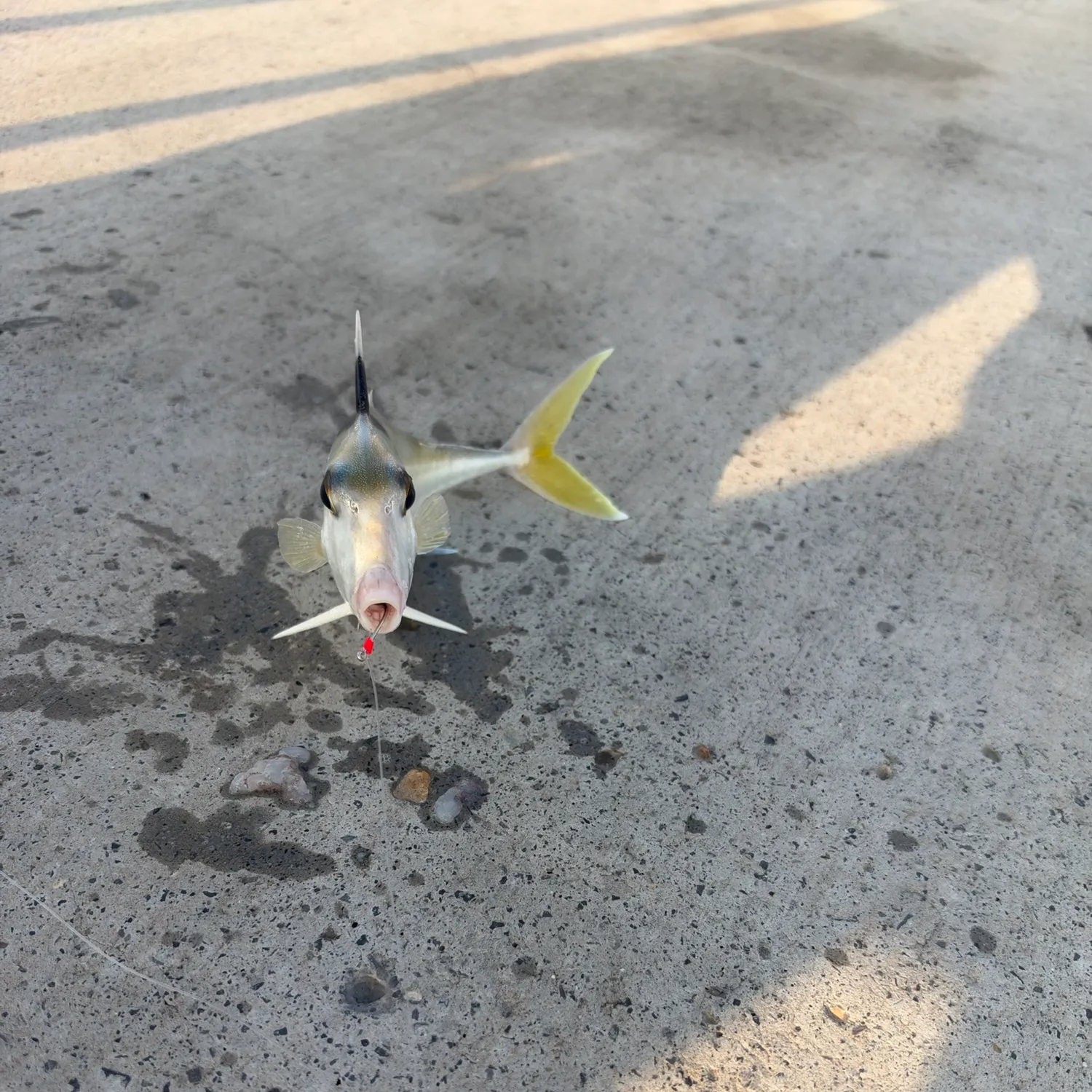 The most recent Black-flag tripodfish catches on Fishbrain