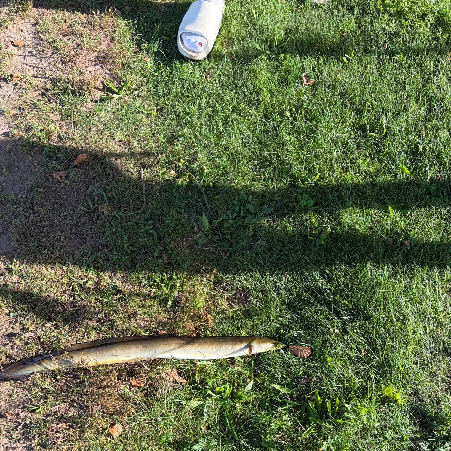 American eel caught on Fishbrain