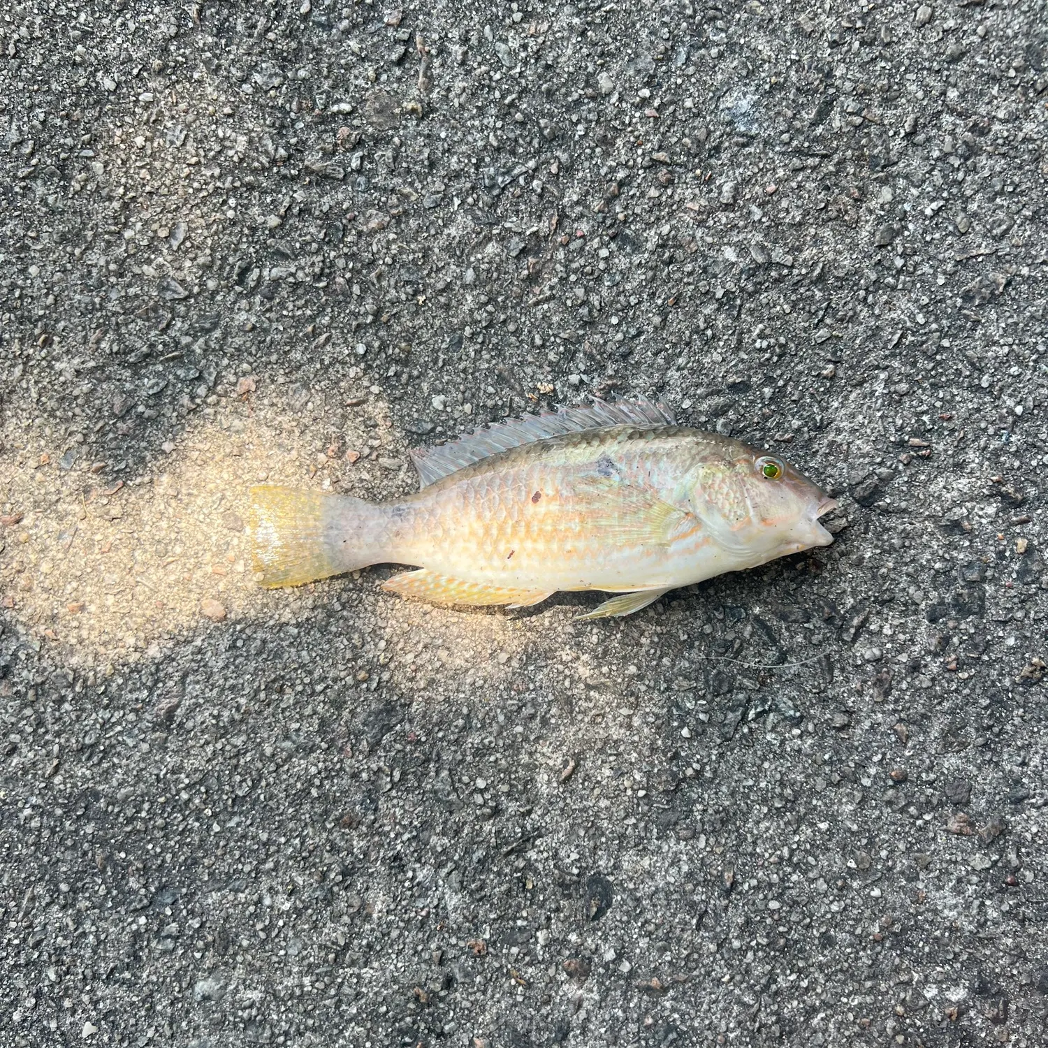 The most recent Blackspot tuskfish catches on Fishbrain