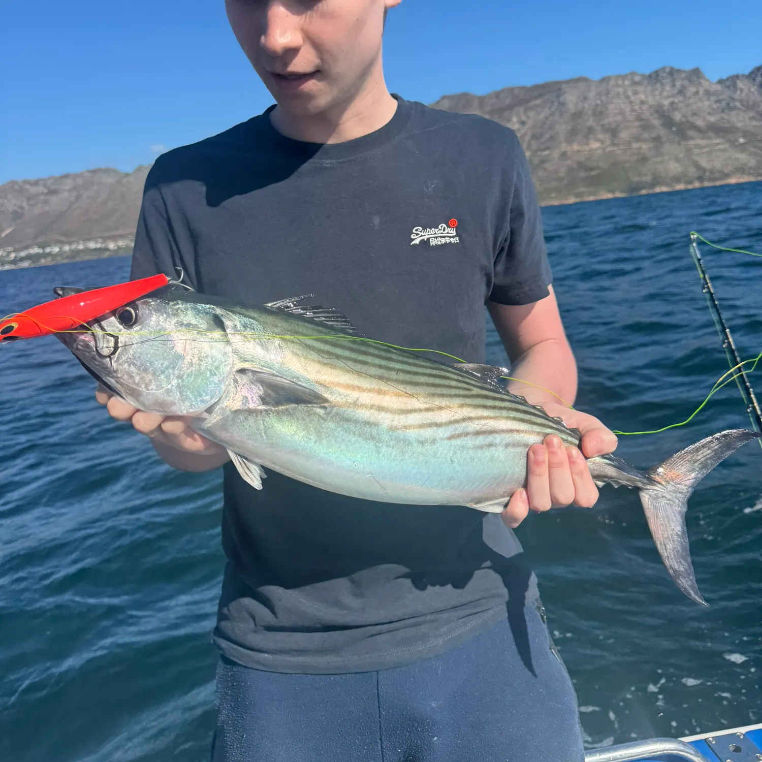The most recent Skipjack tuna catches on Fishbrain