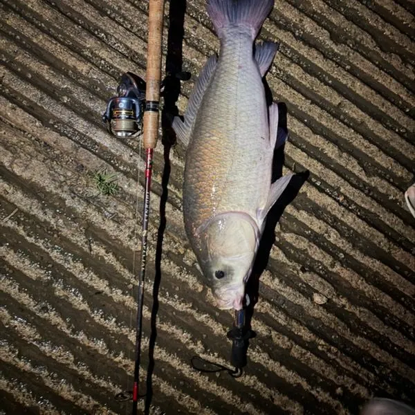 The most recent Bigmouth buffalo catches on Fishbrain