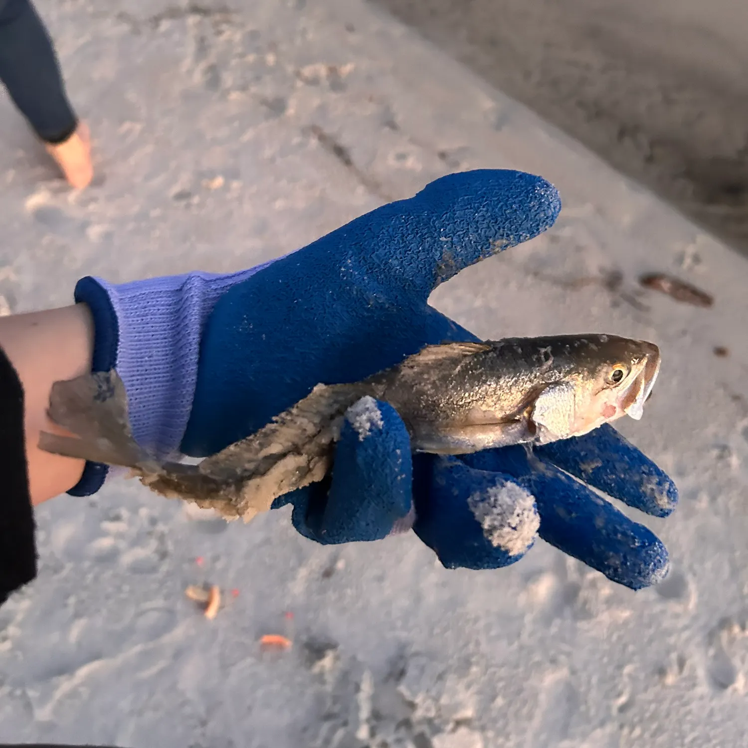 The most recent Silver seatrout catches on Fishbrain