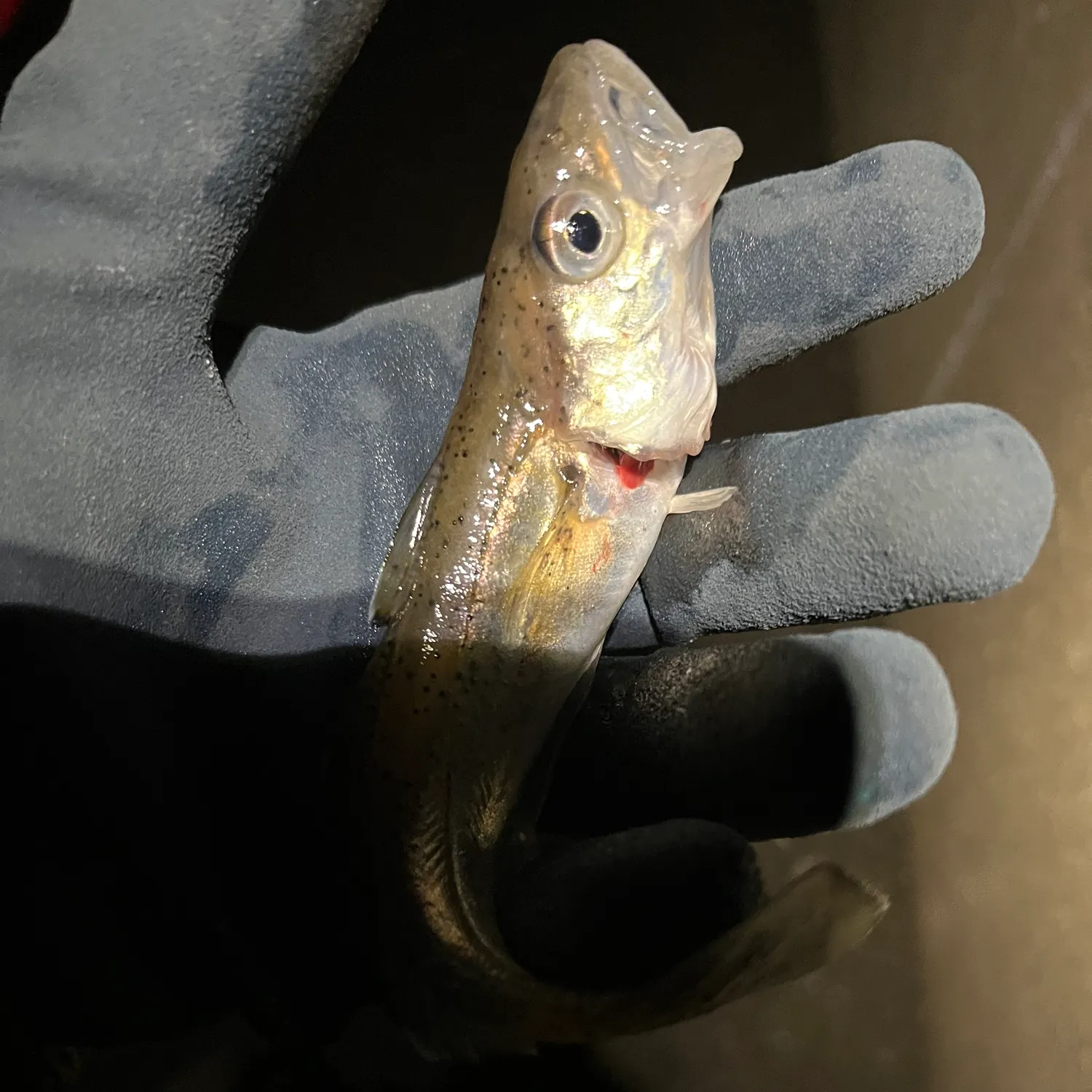 The most recent Whiting catches on Fishbrain