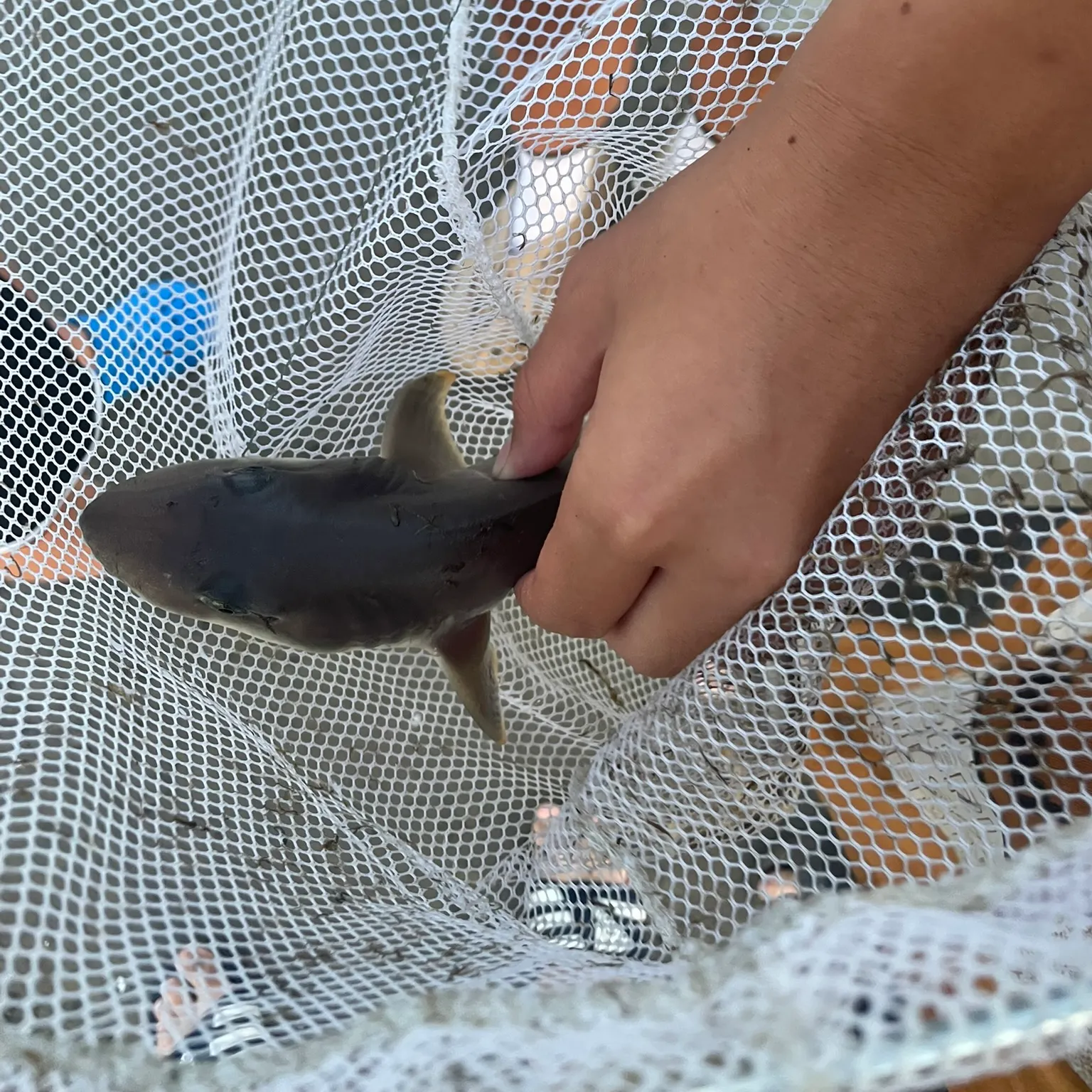 Piked dogfish caught on Fishbrain