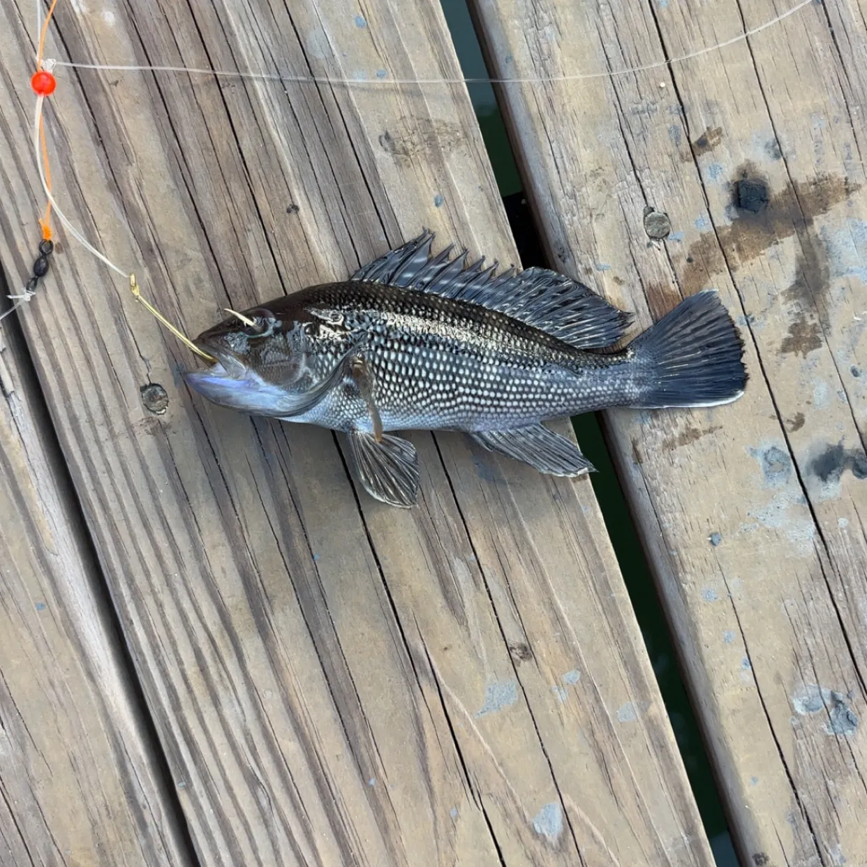 Black sea bass caught on Fishbrain