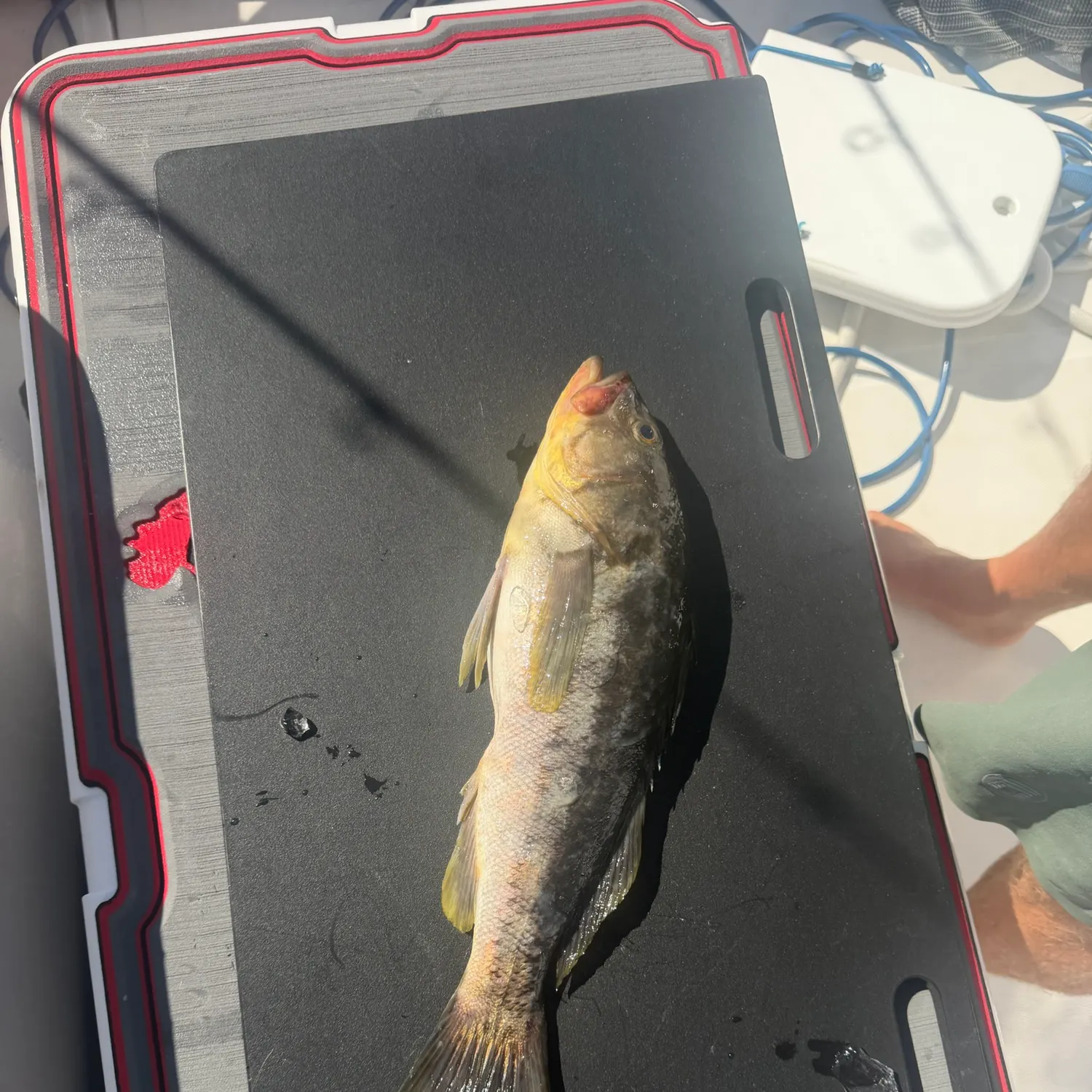 Kelp bass caught on Fishbrain