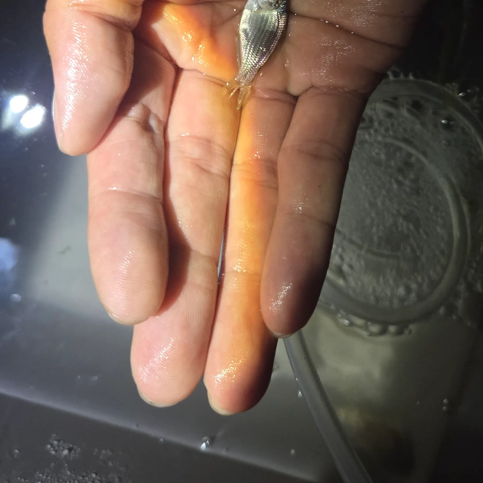 The most recent Shiner perch catches on Fishbrain