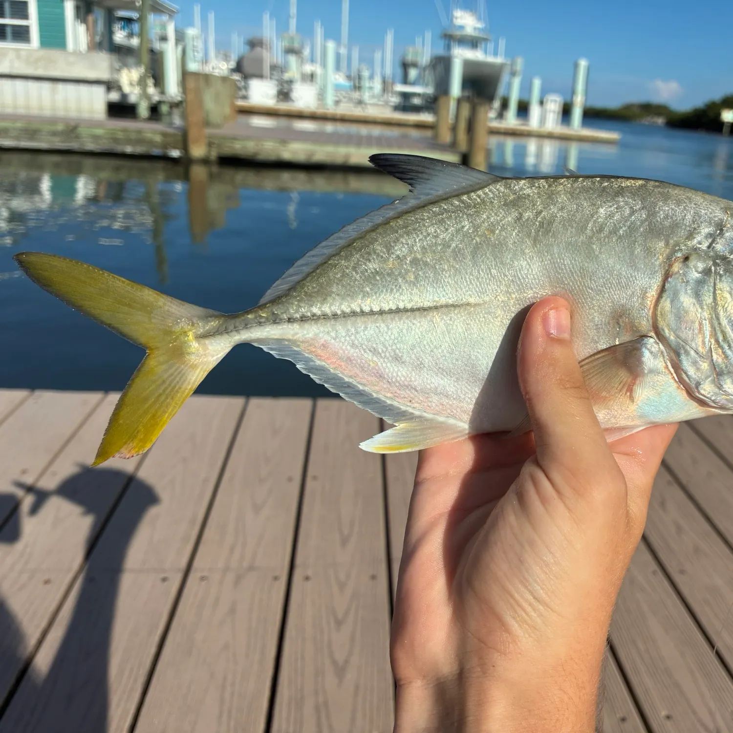 Horse-eye jack caught on Fishbrain