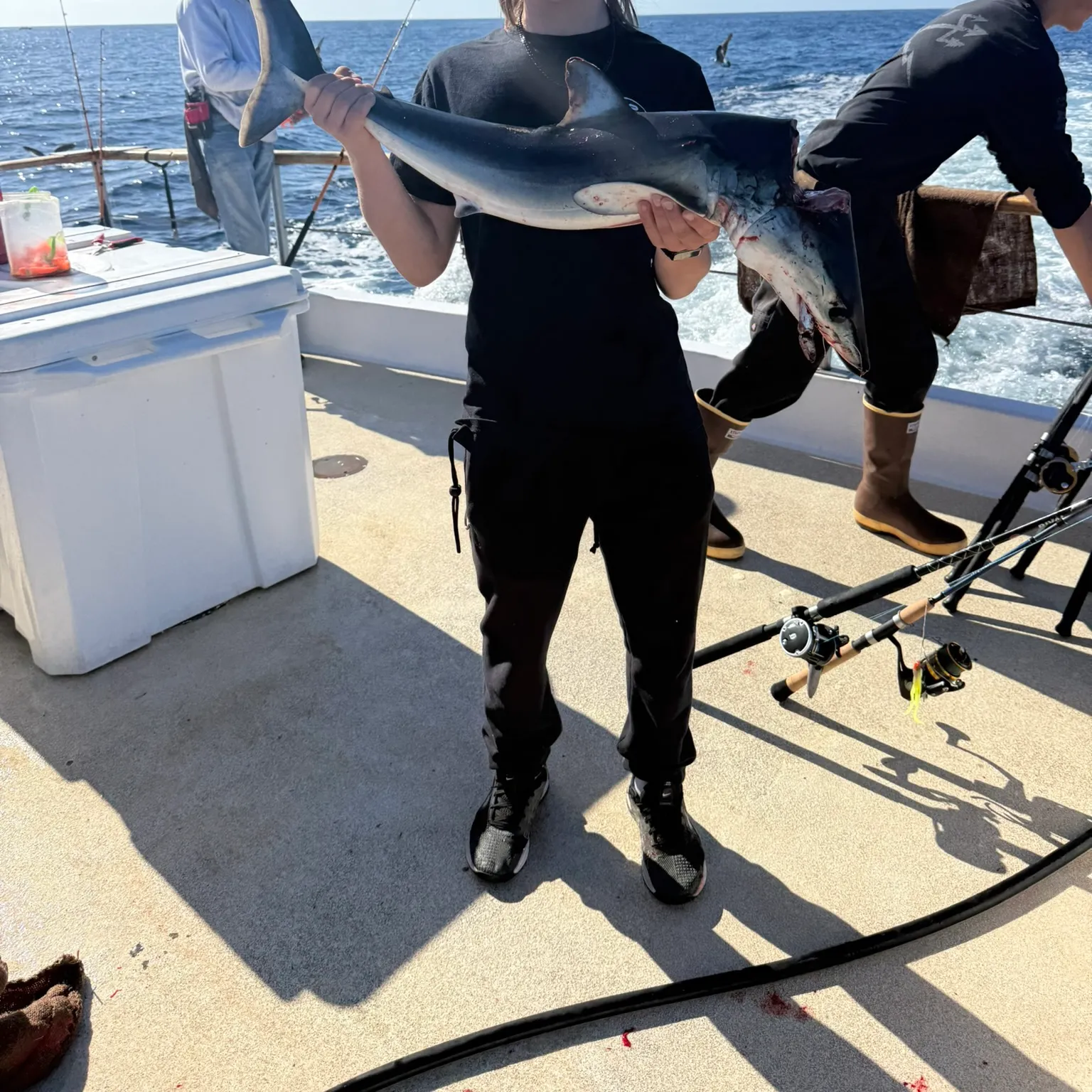 The most recent Shortfin mako shark catches on Fishbrain