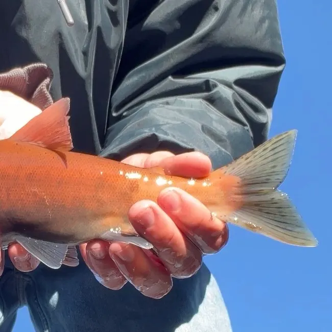 Kokanee salmon caught on Fishbrain