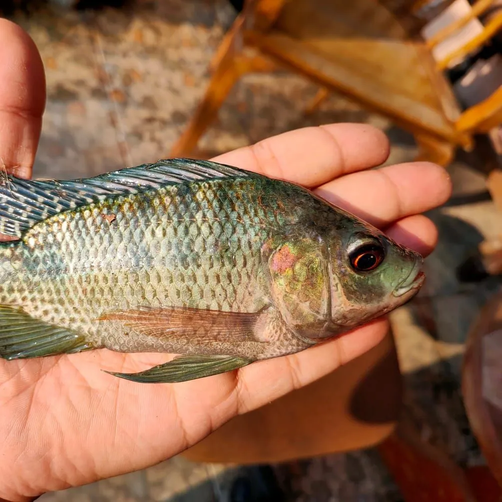 The most recent Nile tilapia catches on Fishbrain