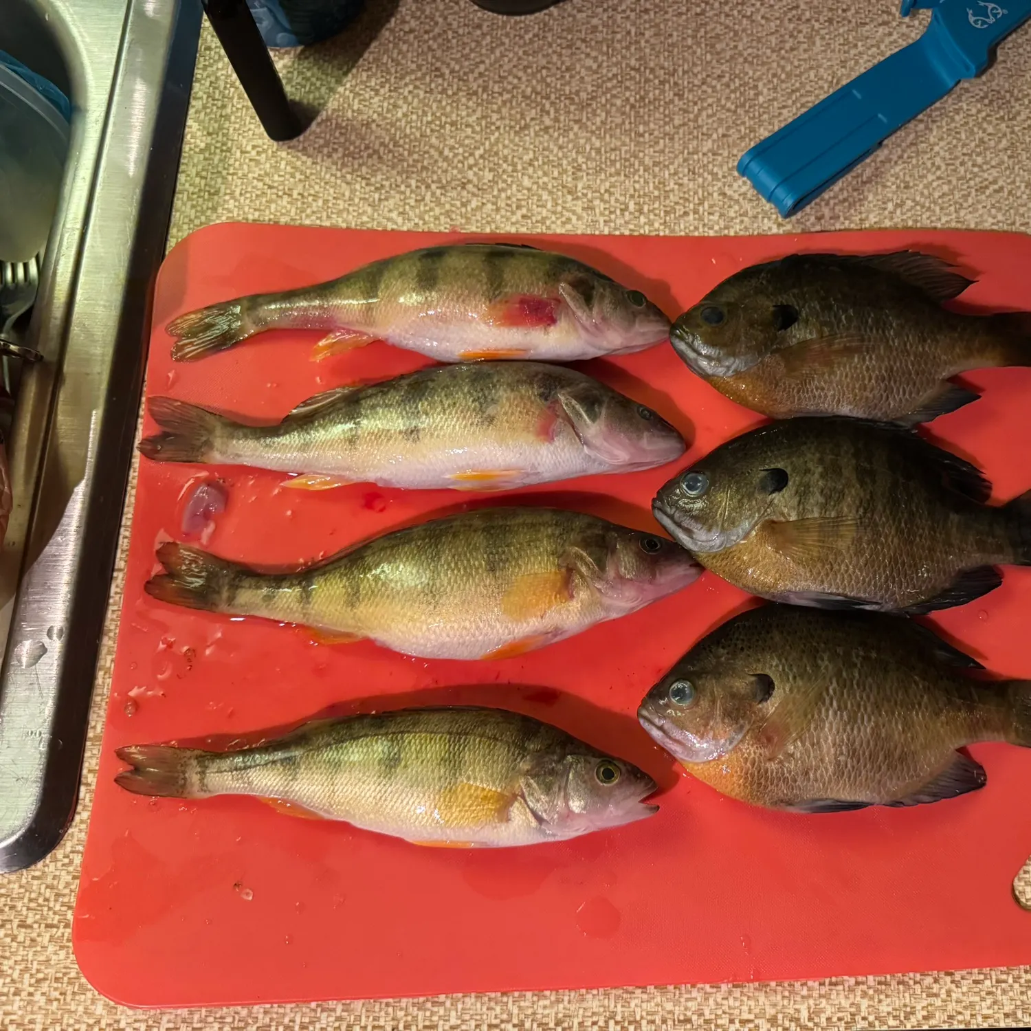 recently logged catches