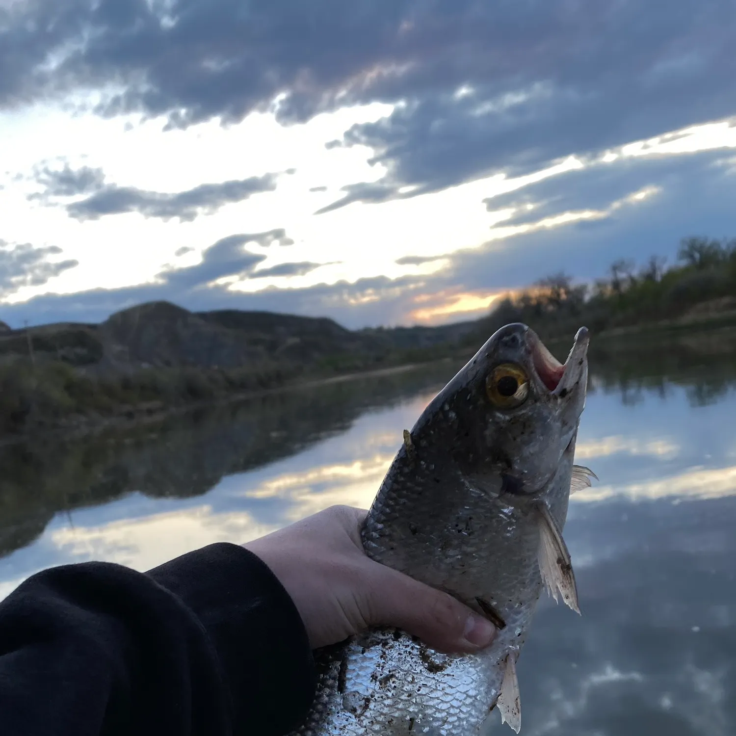 The most recent Goldeye catches on Fishbrain