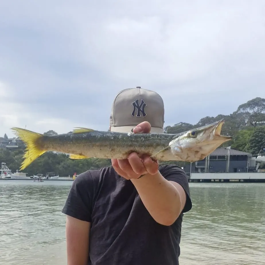 The most recent Yellowtail barracuda catches on Fishbrain