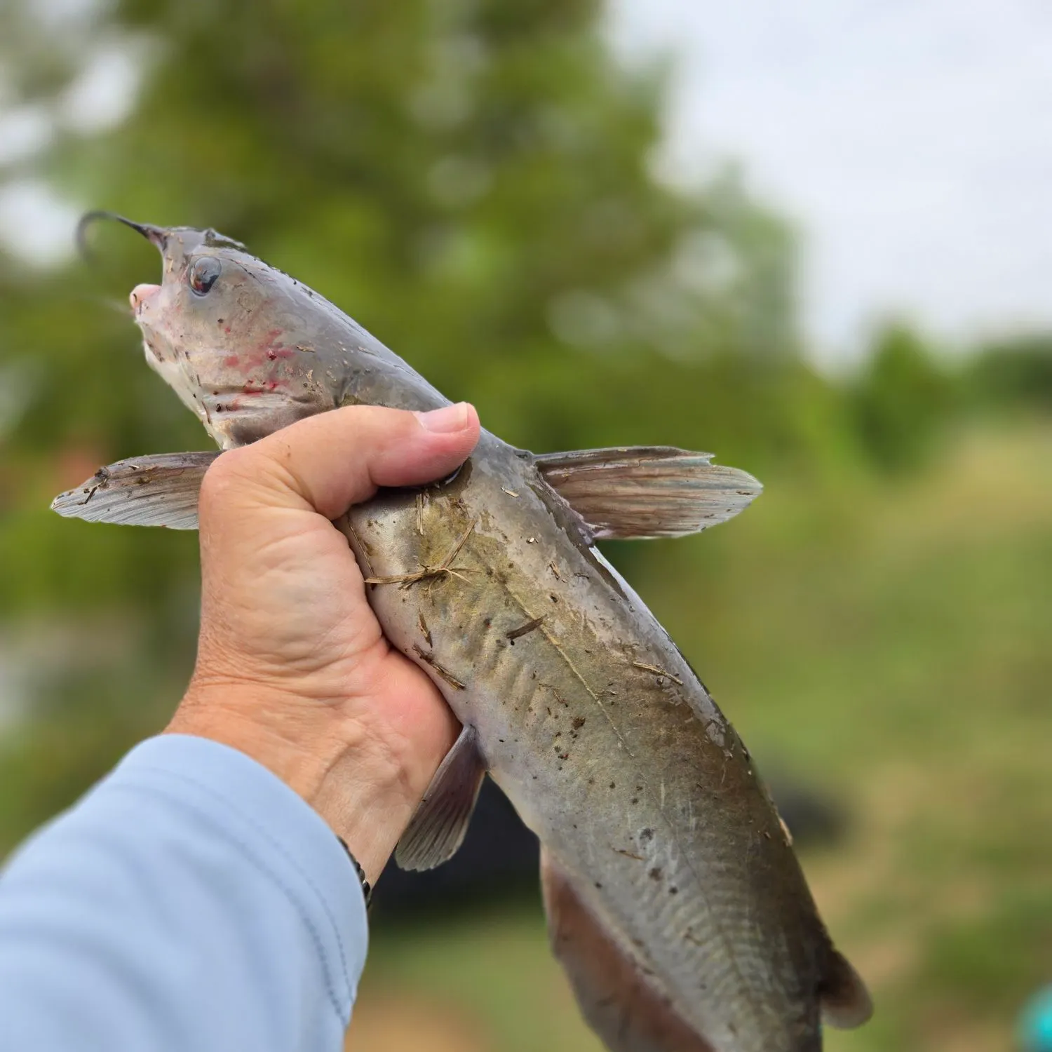 Channel catfish caught on Fishbrain