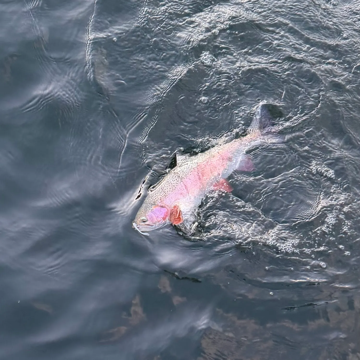 Rainbow trout caught on Fishbrain