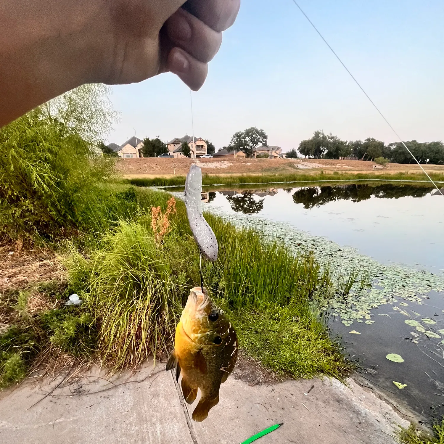 Green sunfish caught on Fishbrain