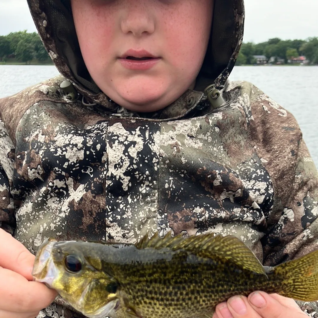 Rock bass caught on Fishbrain