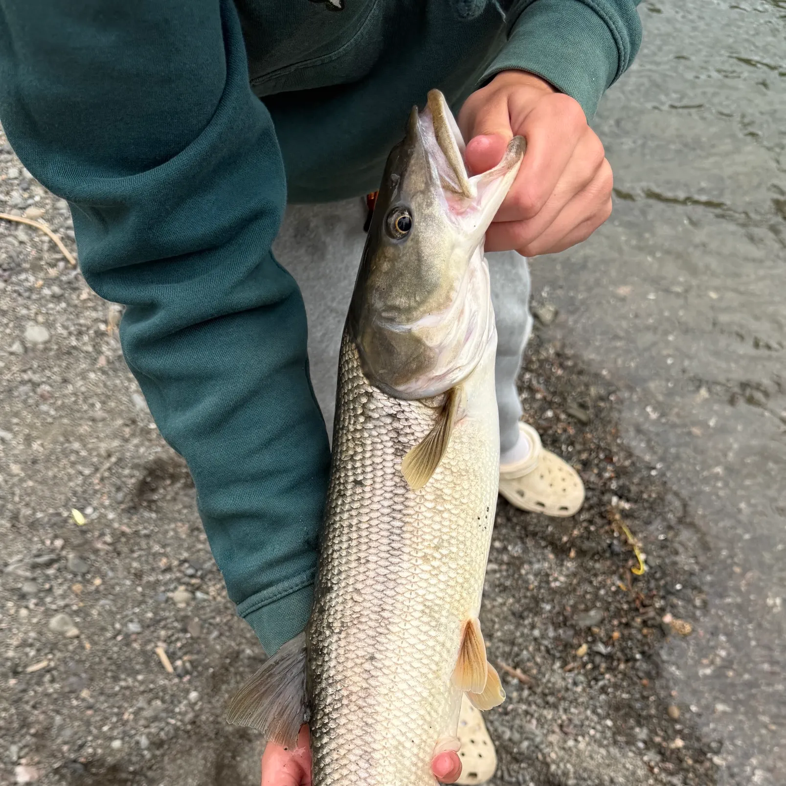 The most recent Sacramento pikeminnow catches on Fishbrain