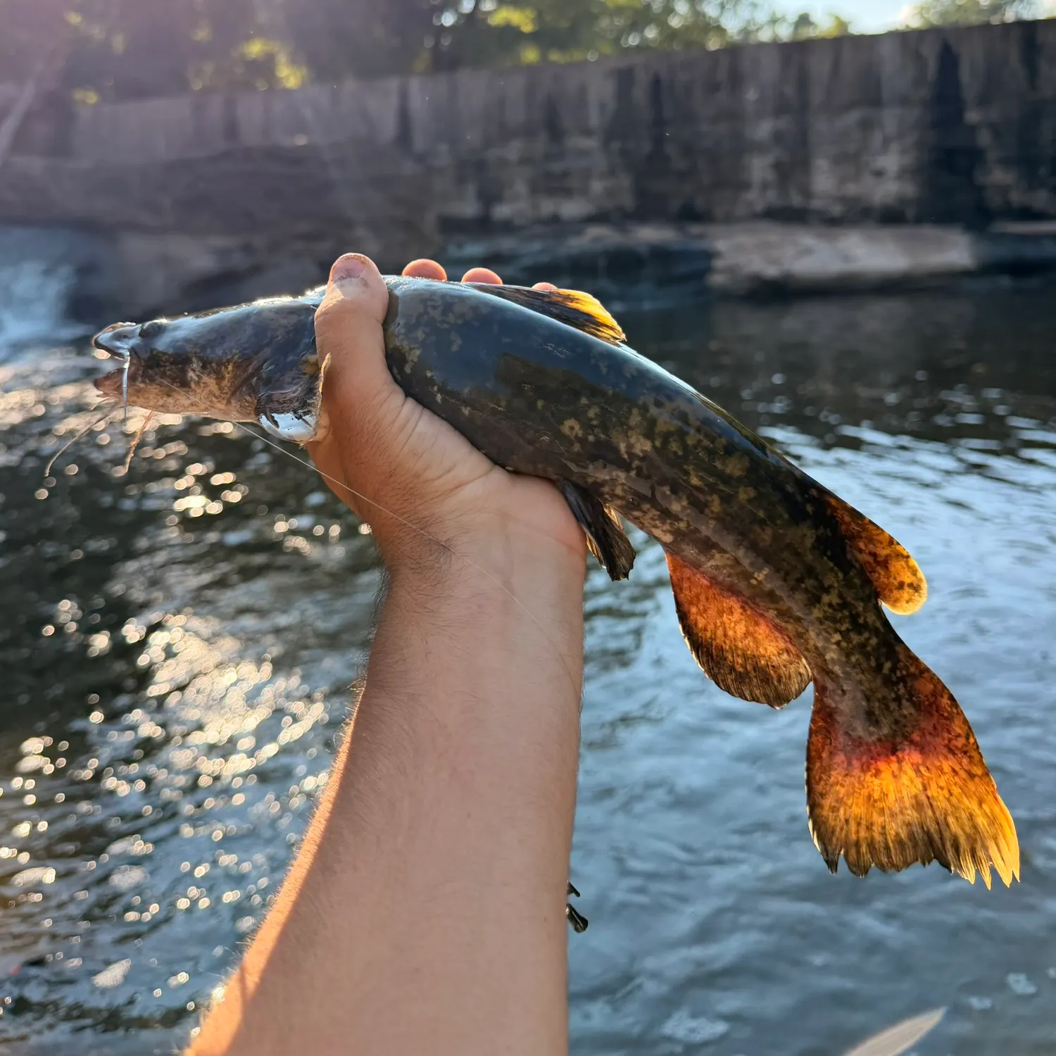 Flathead catfish caught on Fishbrain