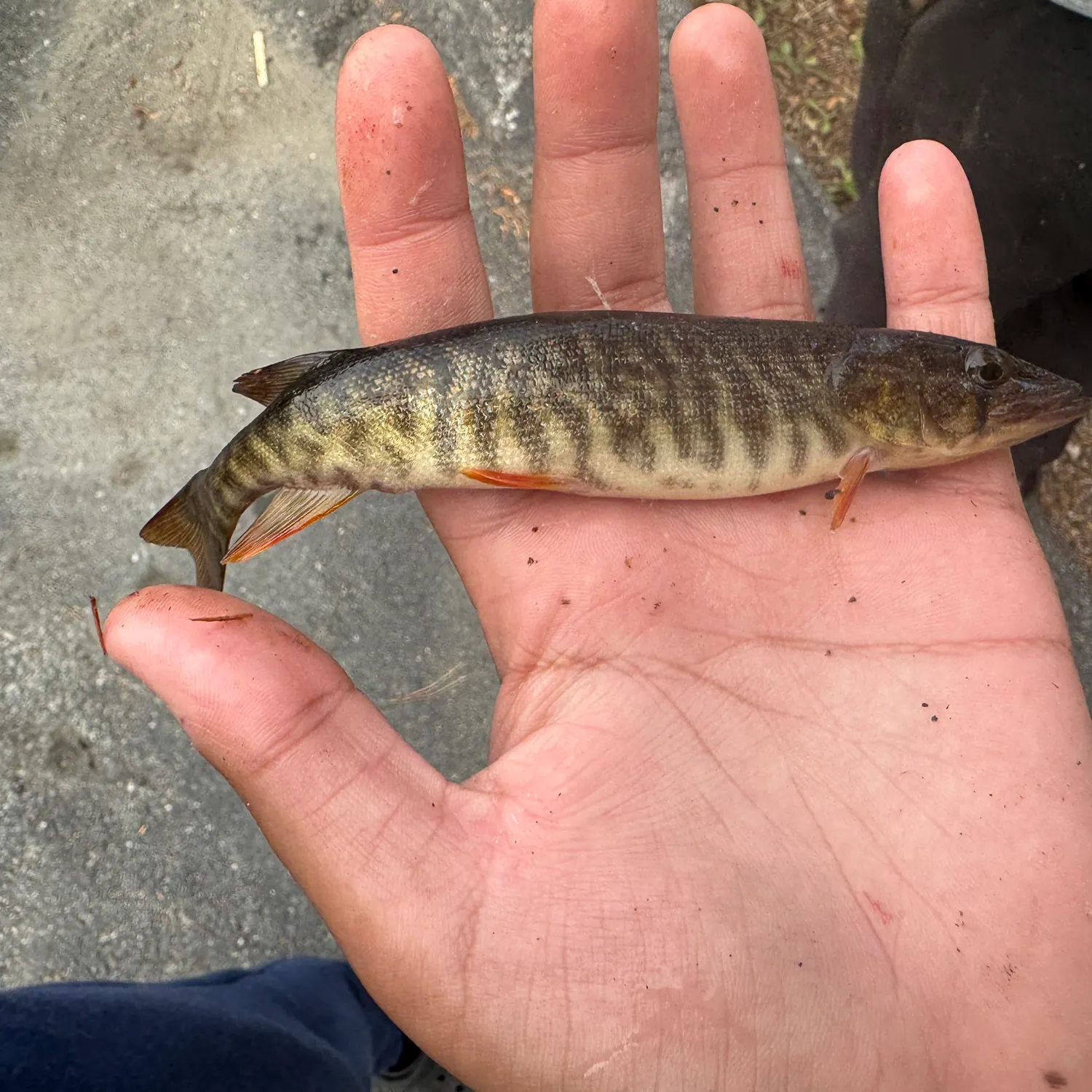 The most recent Redfin pickerel catches on Fishbrain