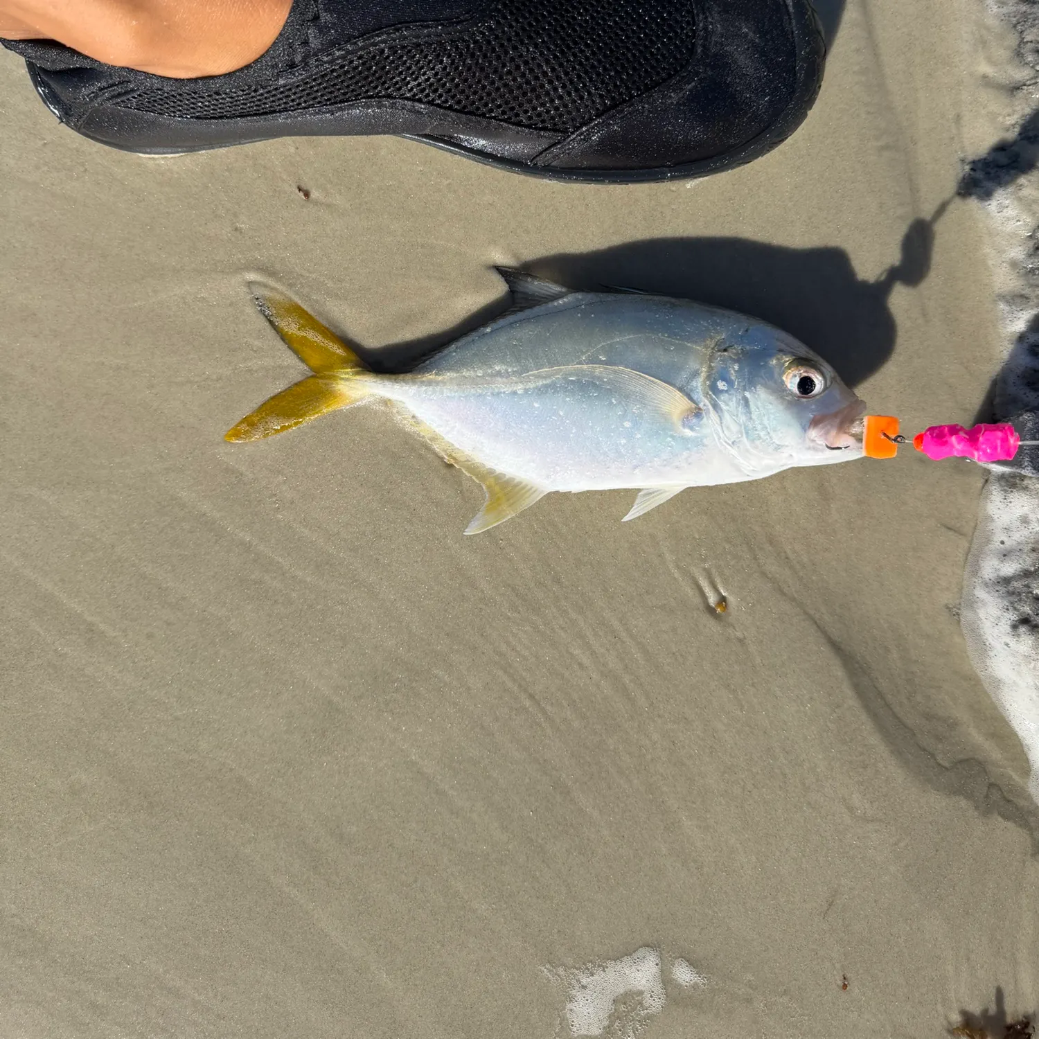 The most recent Crevalle jack catches on Fishbrain