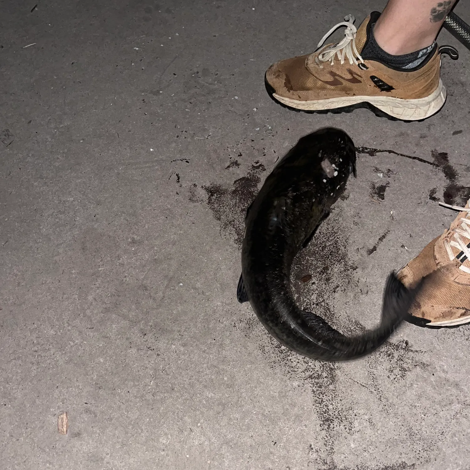 The most recent Brown bullhead catches on Fishbrain