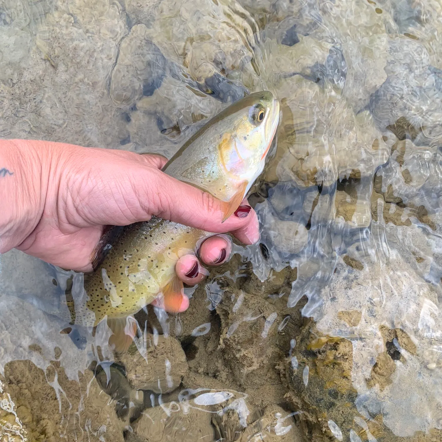 recently logged catches