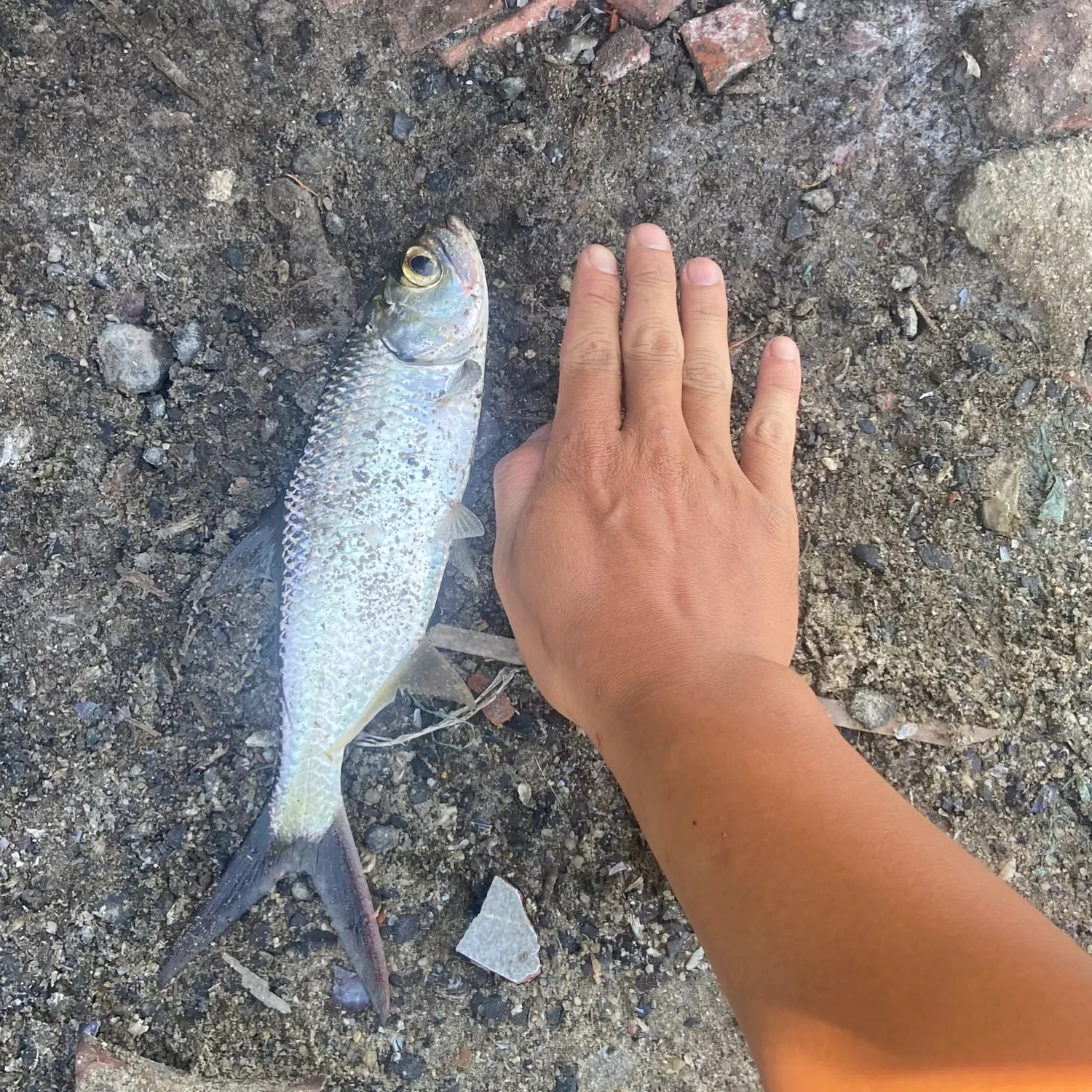 most liked catch image