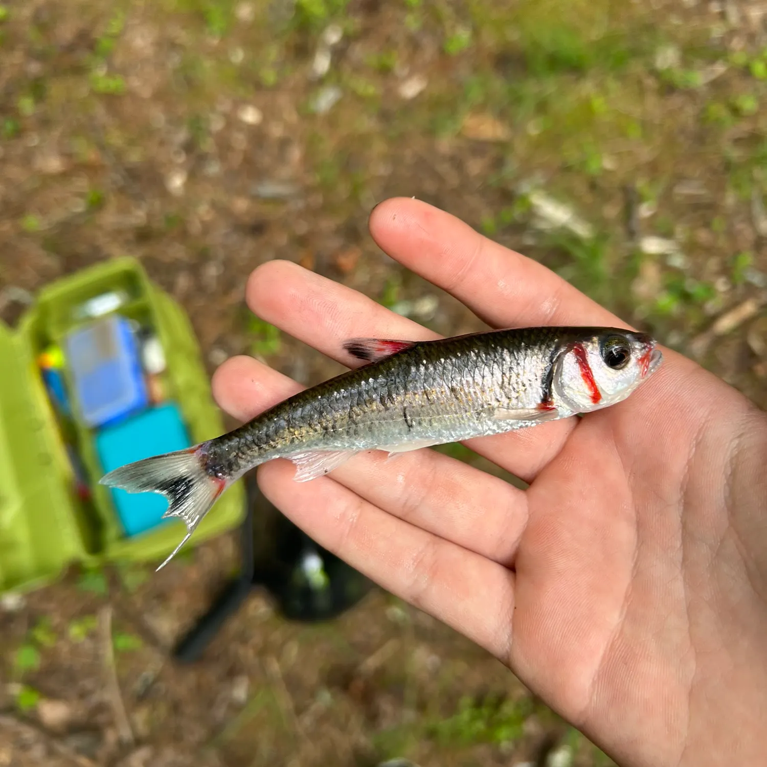 The most recent Warpaint shiner catches on Fishbrain