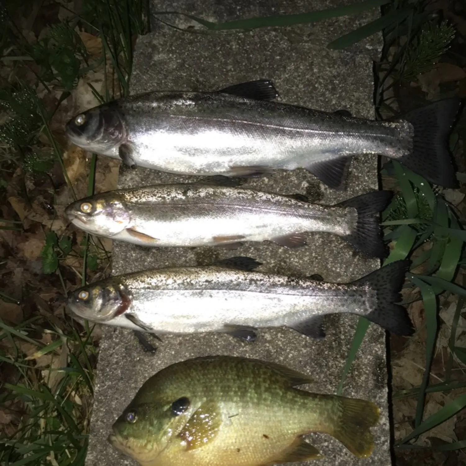 recently logged catches