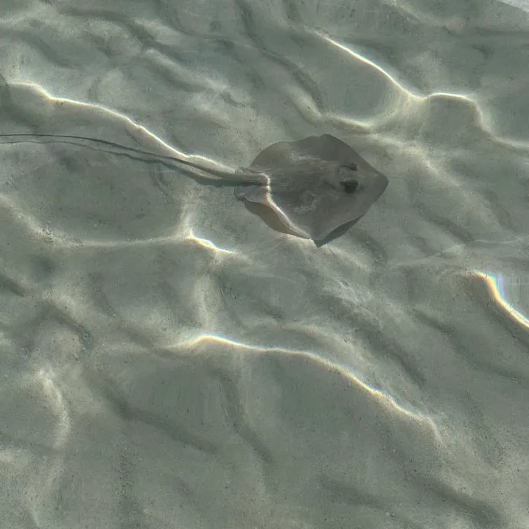 Southern stingray caught on Fishbrain